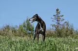 GREYHOUND 013